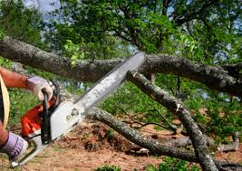 Best Commercial Tree Services  in USA